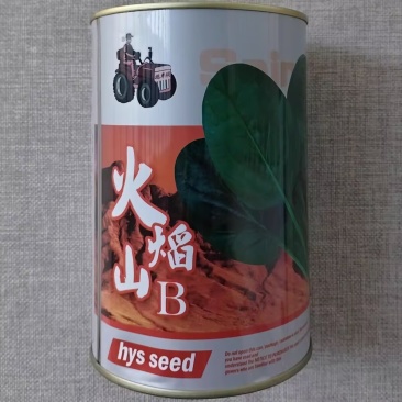 火焰山菠菜种子丹麦杂交墨绿菠菜种籽耐热耐寒抗病越夏菠菜