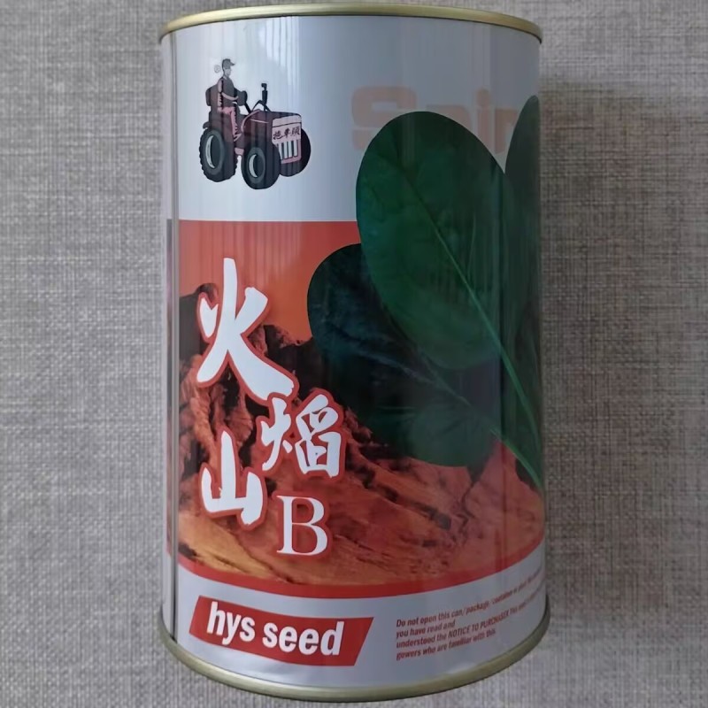 火焰山菠菜种子丹麦杂交墨绿菠菜种籽耐热耐寒抗病越夏菠菜