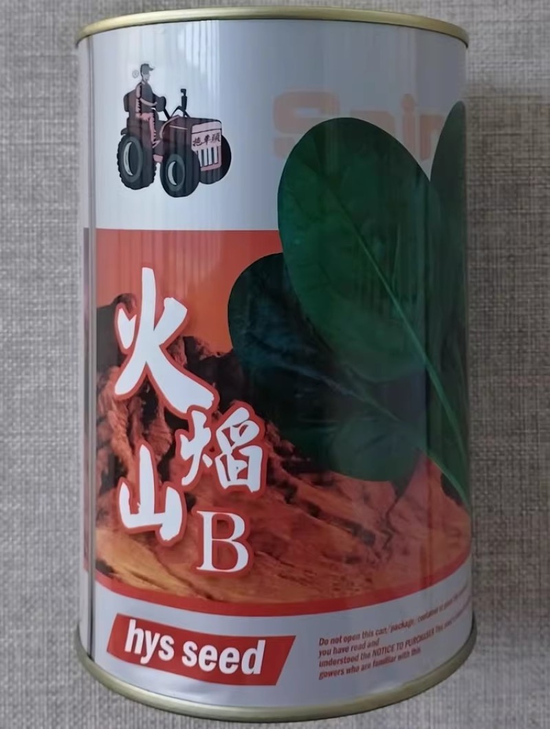 火焰山菠菜种子丹麦杂交墨绿菠菜种籽耐热耐寒抗病越夏菠菜