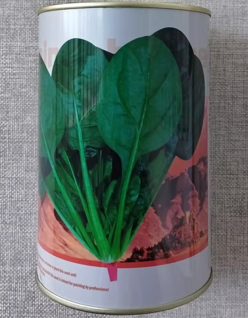 火焰山菠菜种子丹麦杂交墨绿菠菜种籽耐热耐寒抗病越夏菠菜