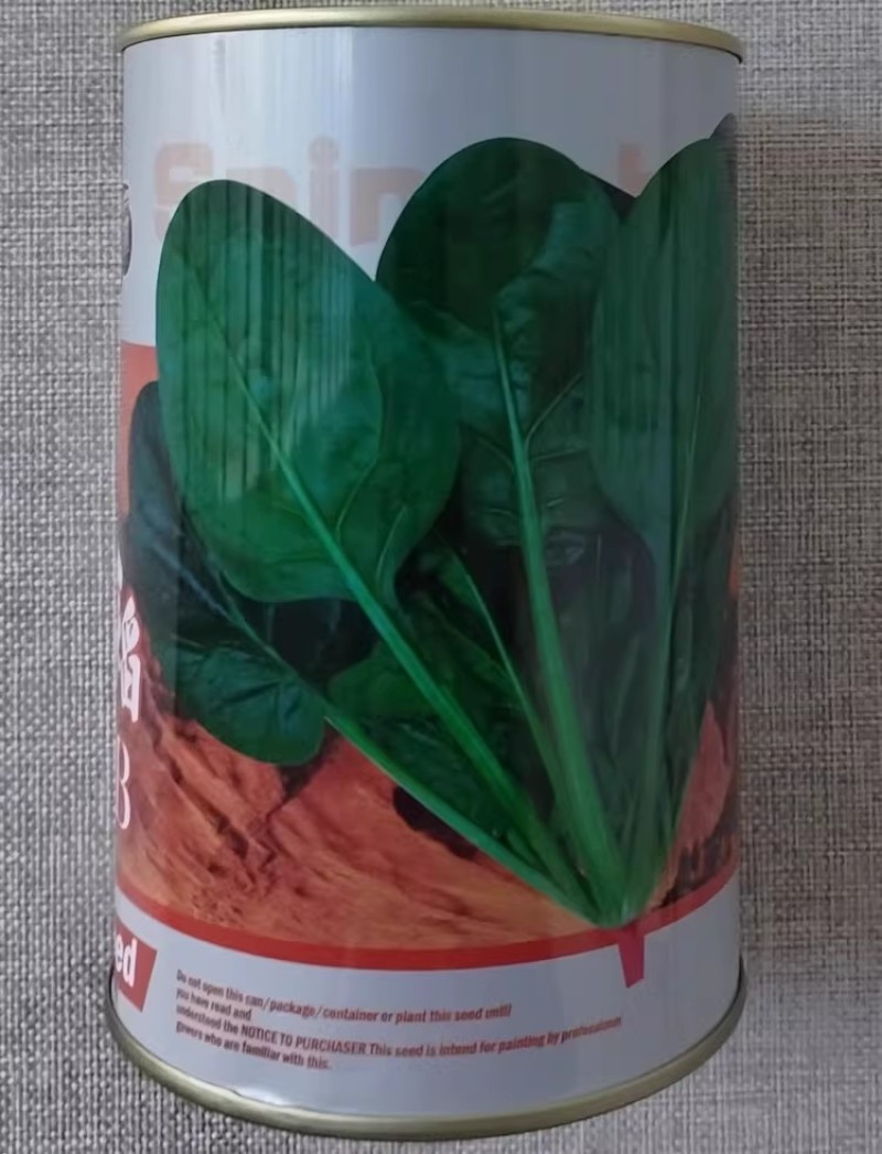 火焰山菠菜种子丹麦杂交墨绿菠菜种籽耐热耐寒抗病越夏菠菜