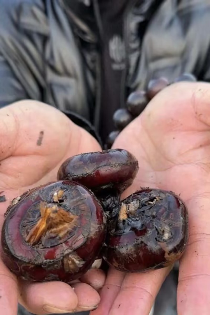 无为荸荠珍珠马蹄量大质优价格优惠欢迎各大老板采购