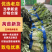 江苏盐城产地莴笋莴苣产地直发几十万斤欢迎采购先到先得