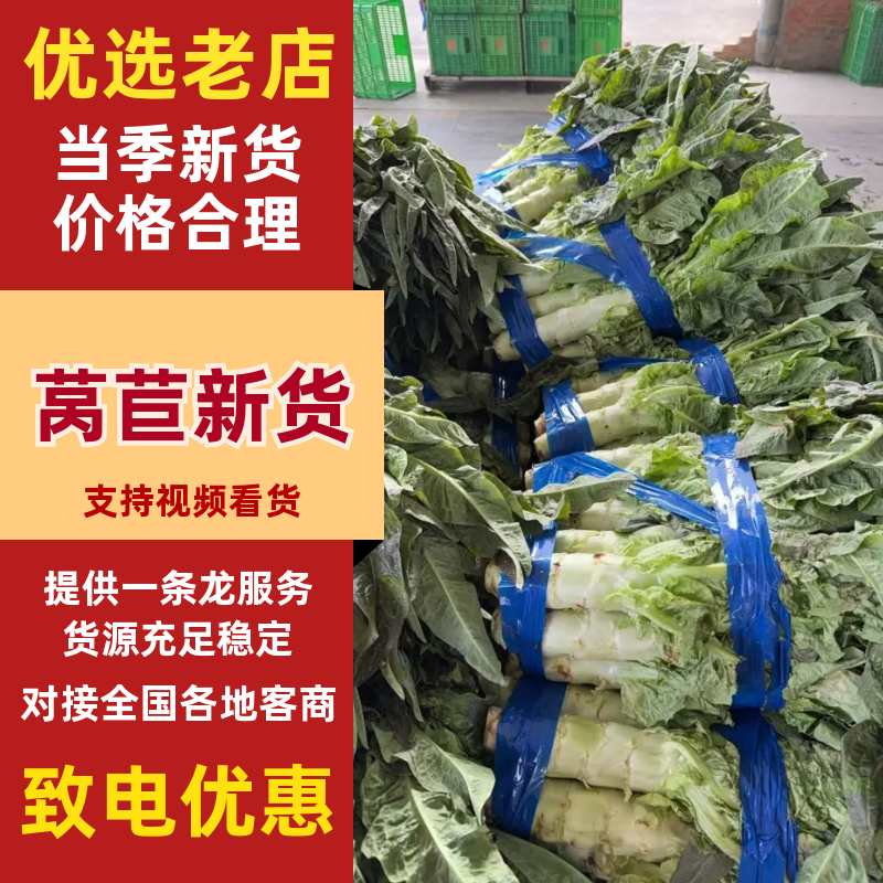 江苏盐城产地莴笋莴苣产地直发几十万斤欢迎采购先到先得