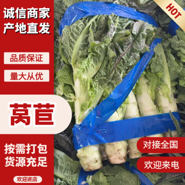 【红叶香莴笋】东台尖叶莴笋万亩基地供货全国发货可视频看货