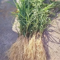 新鲜精品徐长卿中药材大量现货供应，规格齐全，品质保证