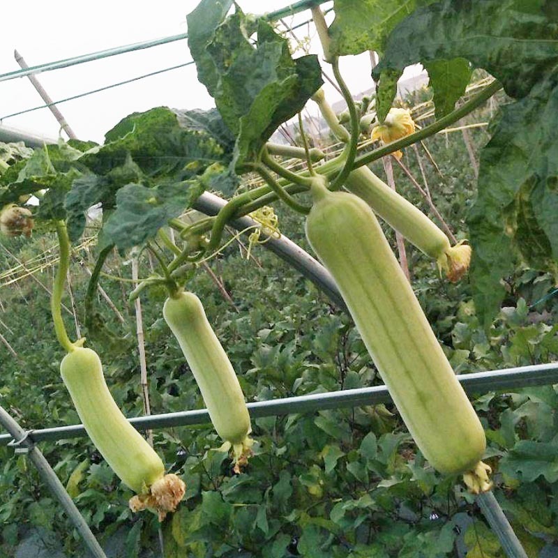 白胖娃油亮顺直早熟杂交节节有花序肉质紧实白丝瓜种子