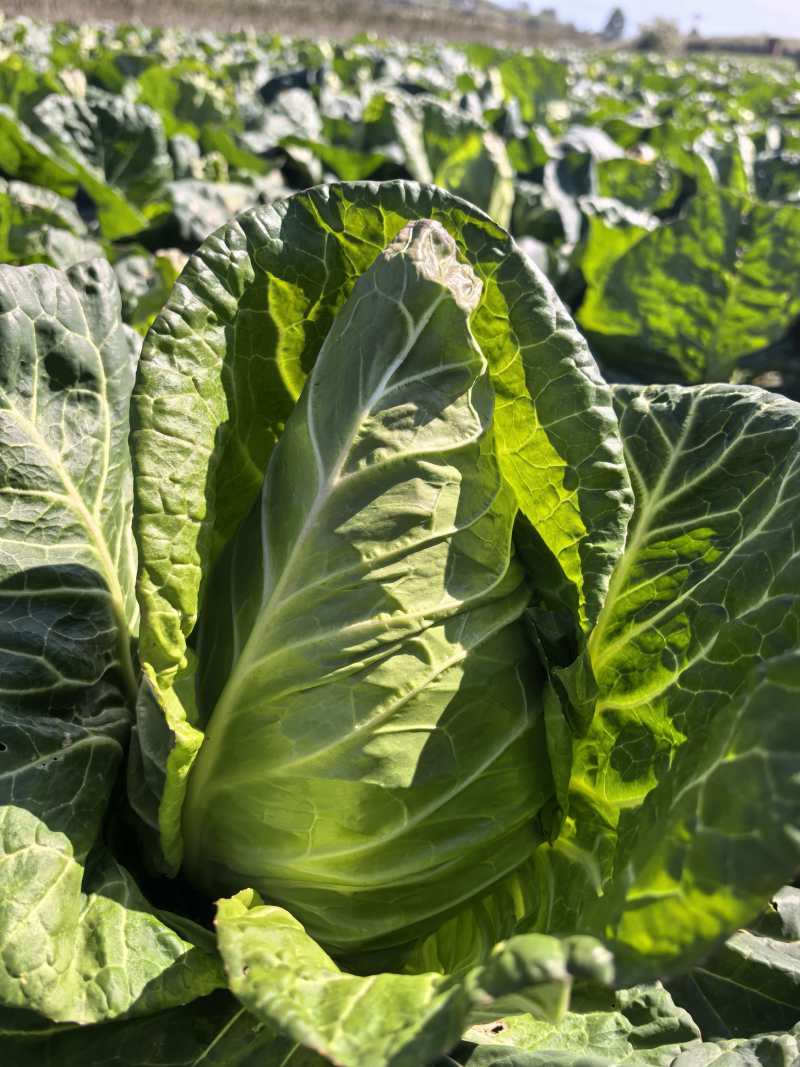 黄心白菜几十万斤可供选择品质保障可对接全国客商欢迎