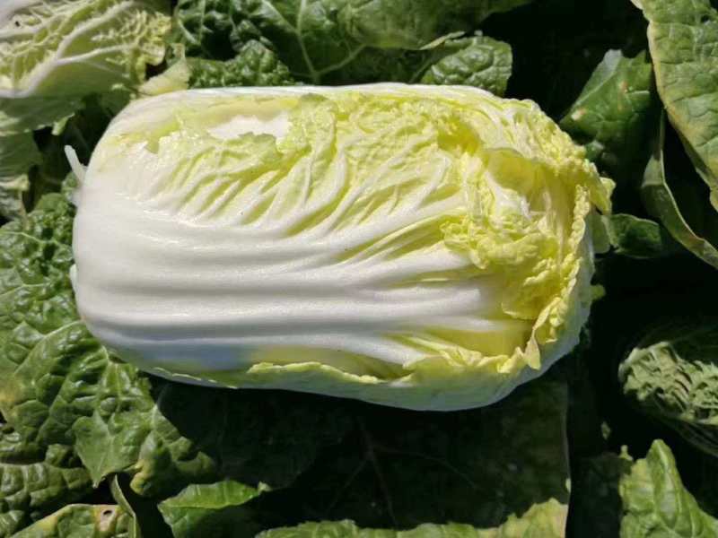 黄心白菜几十万斤可供选择品质保障可对接全国客商欢迎