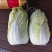黄心白菜几十万斤可供选择品质保障可对接全国客商欢迎