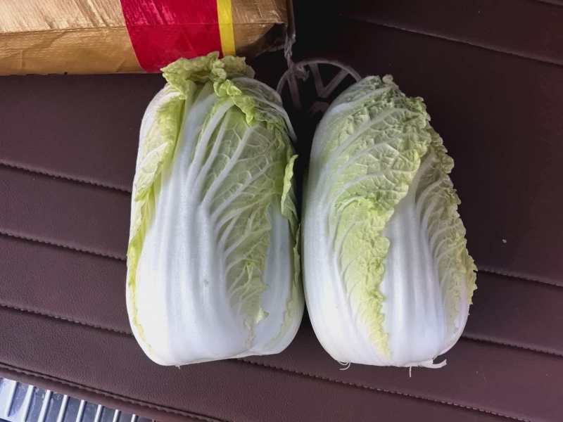 黄心白菜几十万斤可供选择品质保障可对接全国客商欢迎