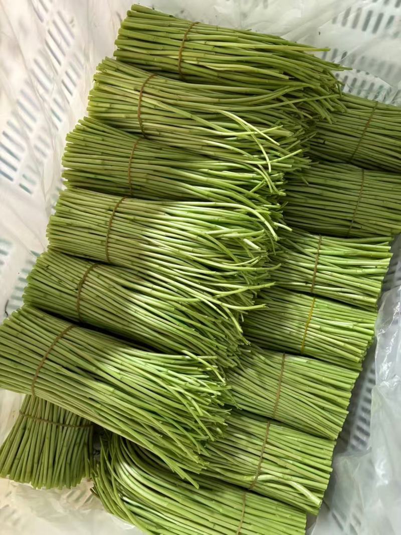 新鲜黎蒿芦黎产地直发量大从优可视频看货对接全国客商