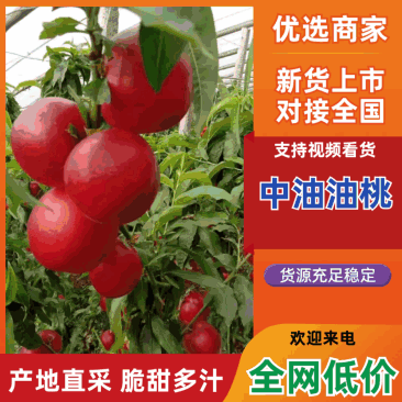 河北乐亭中油4号全国发货脆甜多汁现摘现发欢迎来电谈