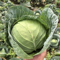 山东甘蓝圆包菜大量上市中基地直发保质保量对接商超团购供