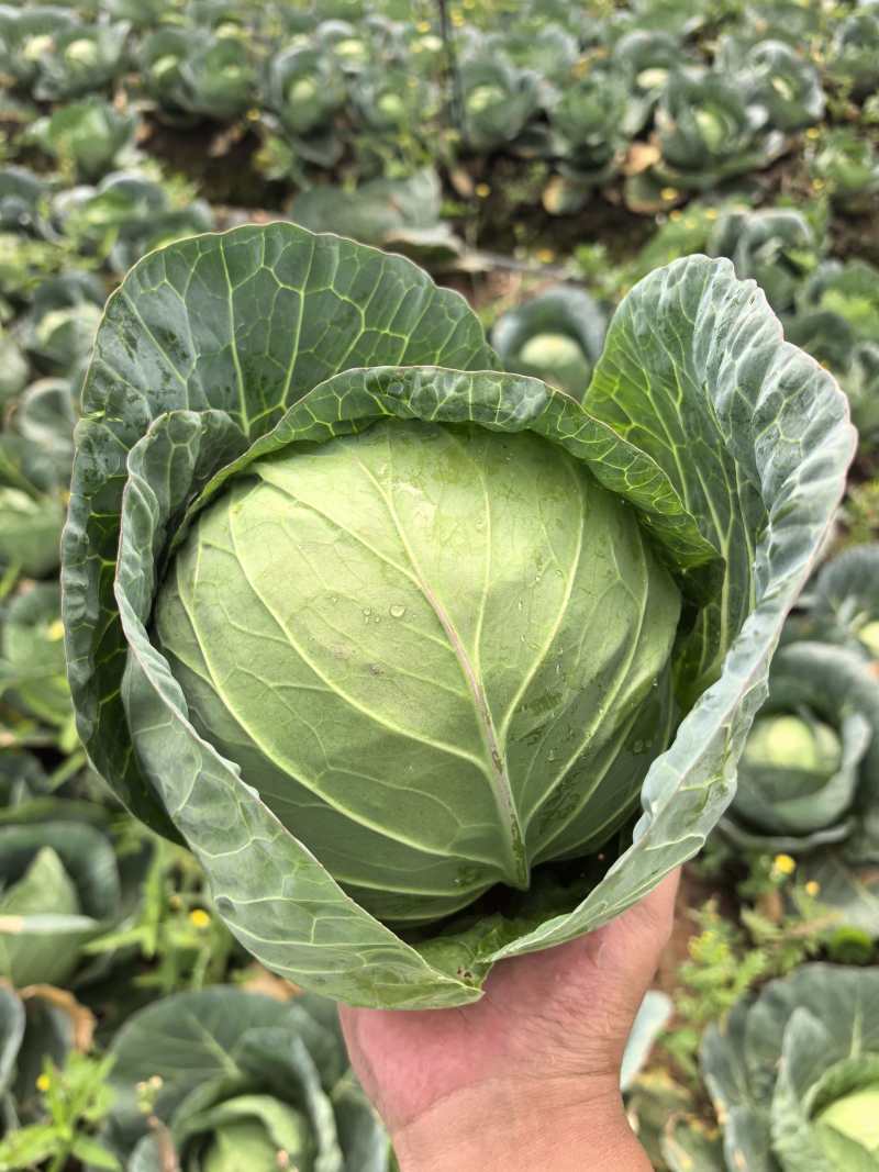 山东甘蓝圆包菜大量上市中基地直发保质保量对接商超团购供