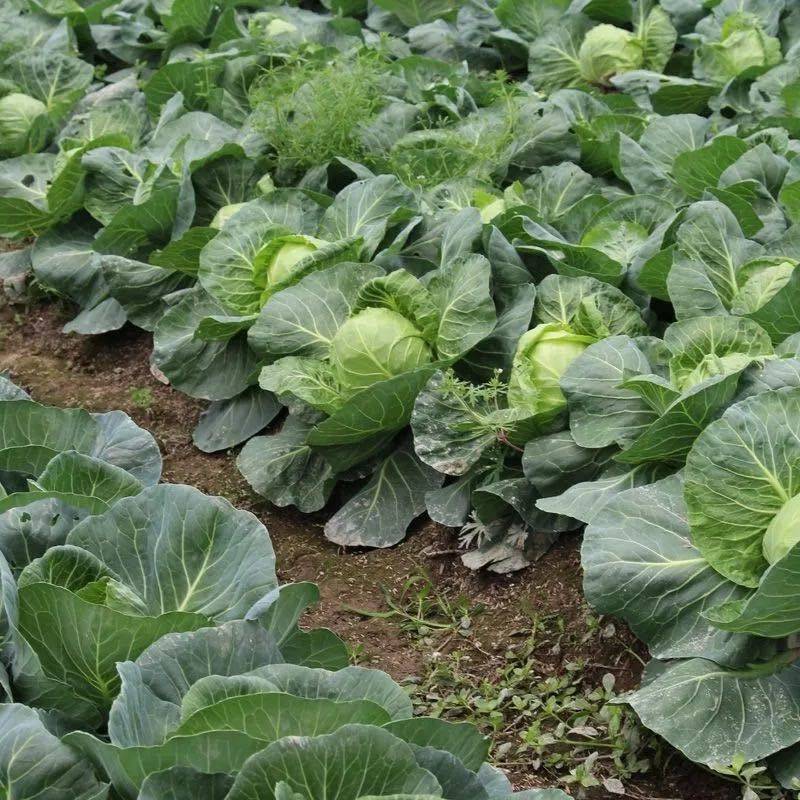 山东甘蓝圆包菜大量上市中基地直发保质保量对接商超团购供