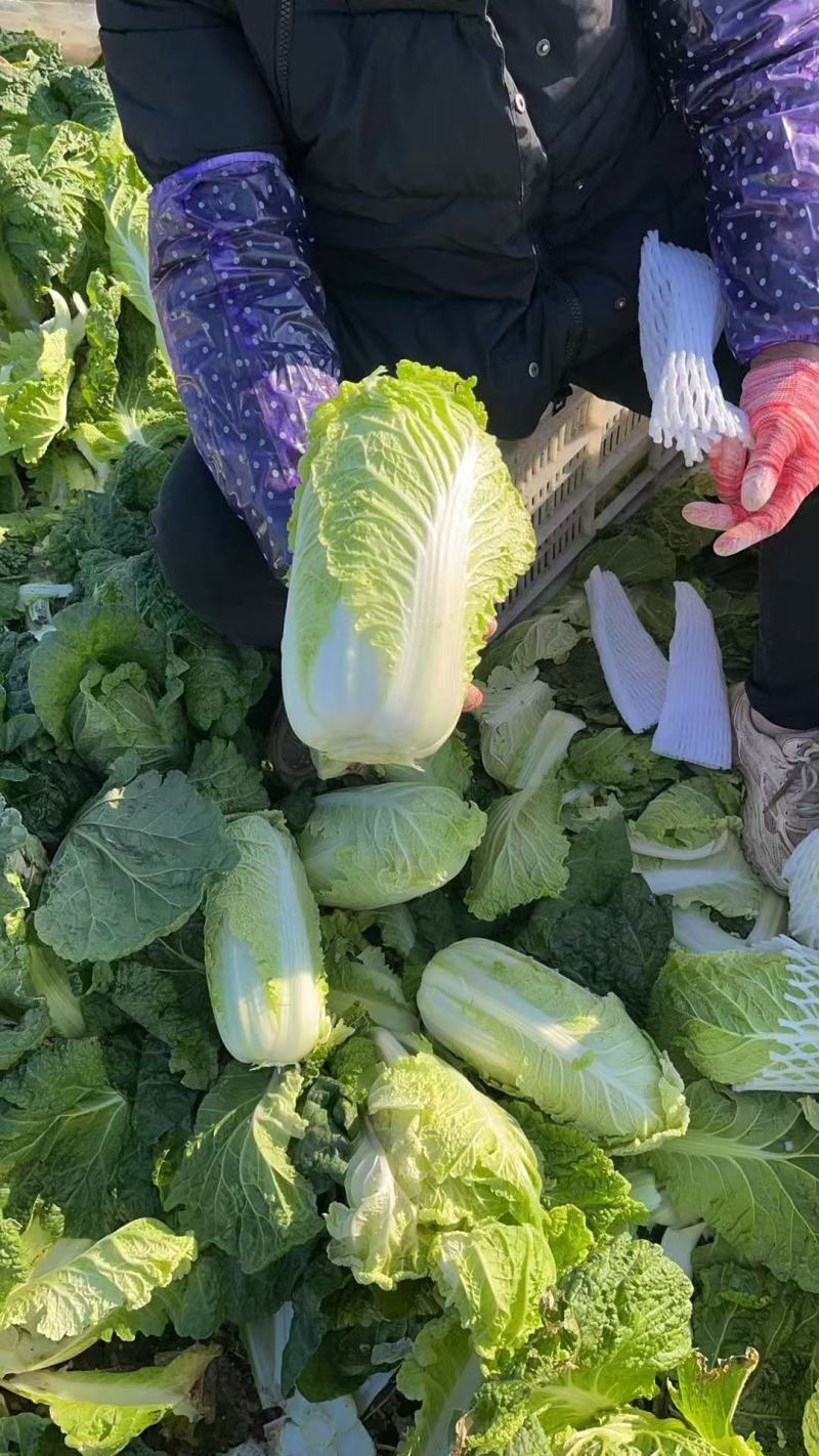 大娃娃菜小娃娃菜保障诚信经营-可接商超欢迎采购