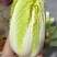 大娃娃菜小娃娃菜保障诚信经营-可接商超欢迎采购
