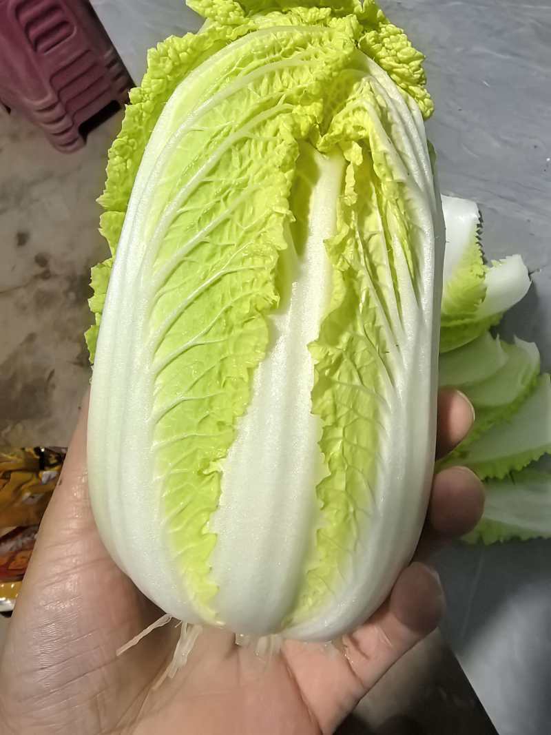 大娃娃菜小娃娃菜保障诚信经营-可接商超欢迎采购