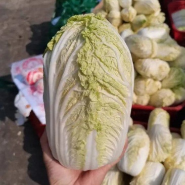 大娃娃菜小娃娃菜保障诚信经营-可接商超欢迎采购