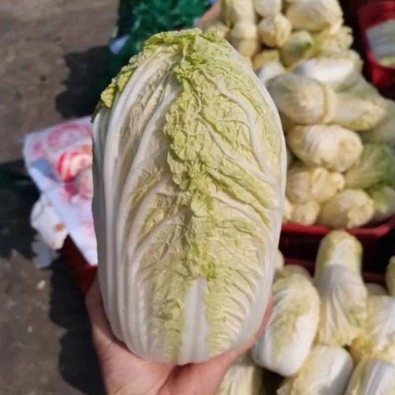 大娃娃菜小娃娃菜保障诚信经营-可接商超欢迎采购