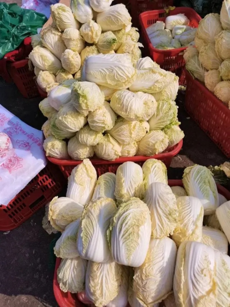 大娃娃菜小娃娃菜保障诚信经营-可接商超欢迎采购