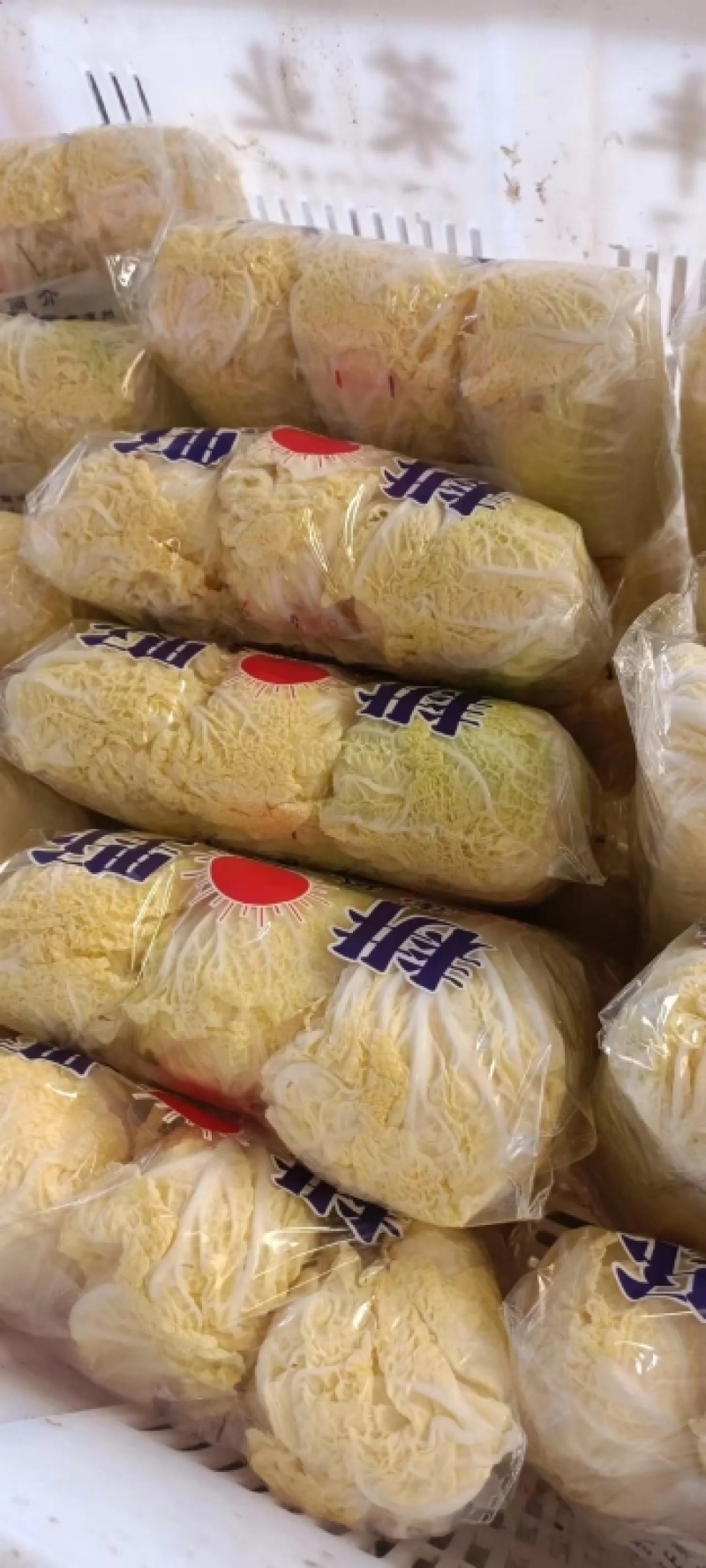 大娃娃菜小娃娃菜保障诚信经营-可接商超欢迎采购