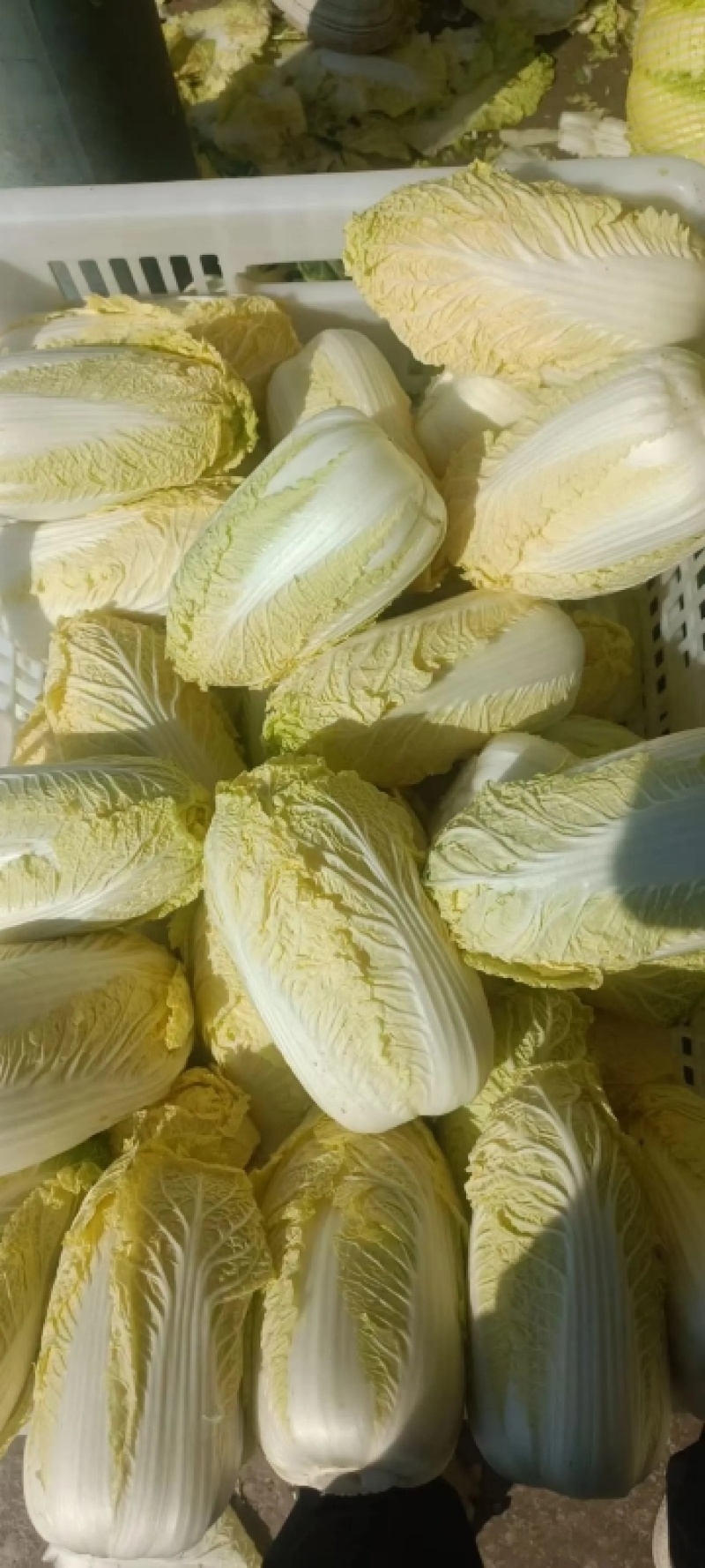 大娃娃菜小娃娃菜保障诚信经营-可接商超欢迎采购