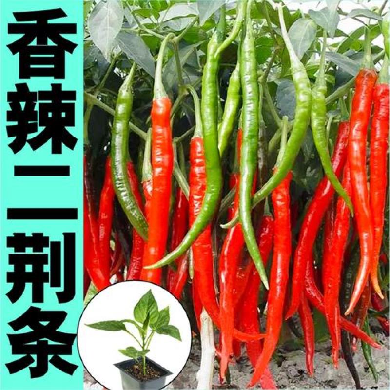 云南鲜辣椒二荆条辣椒全国发货大量上市可视频看货