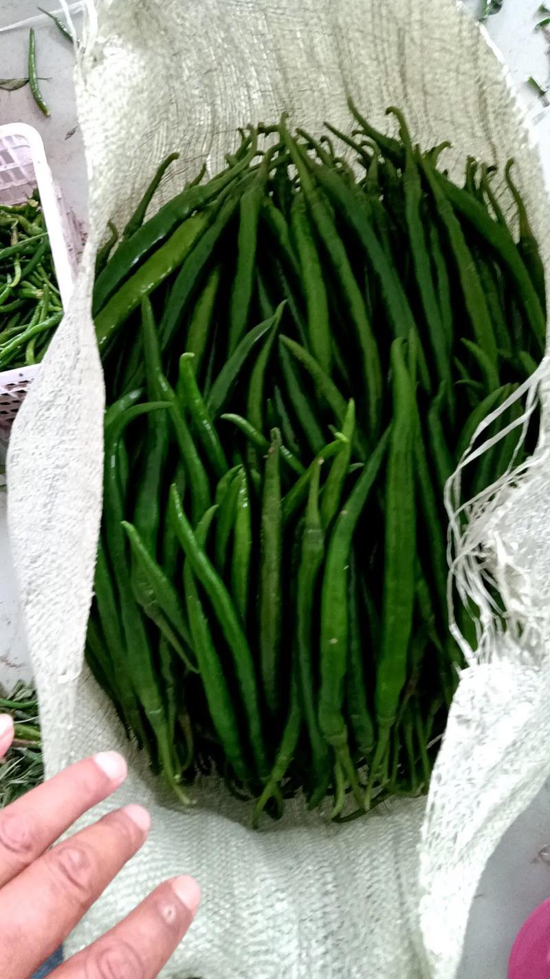 云南鲜辣椒二荆条辣椒全国发货大量上市可视频看货
