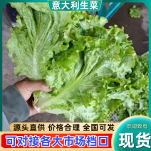 大叶生菜散叶生菜产地一手货源现采现发可实地考察