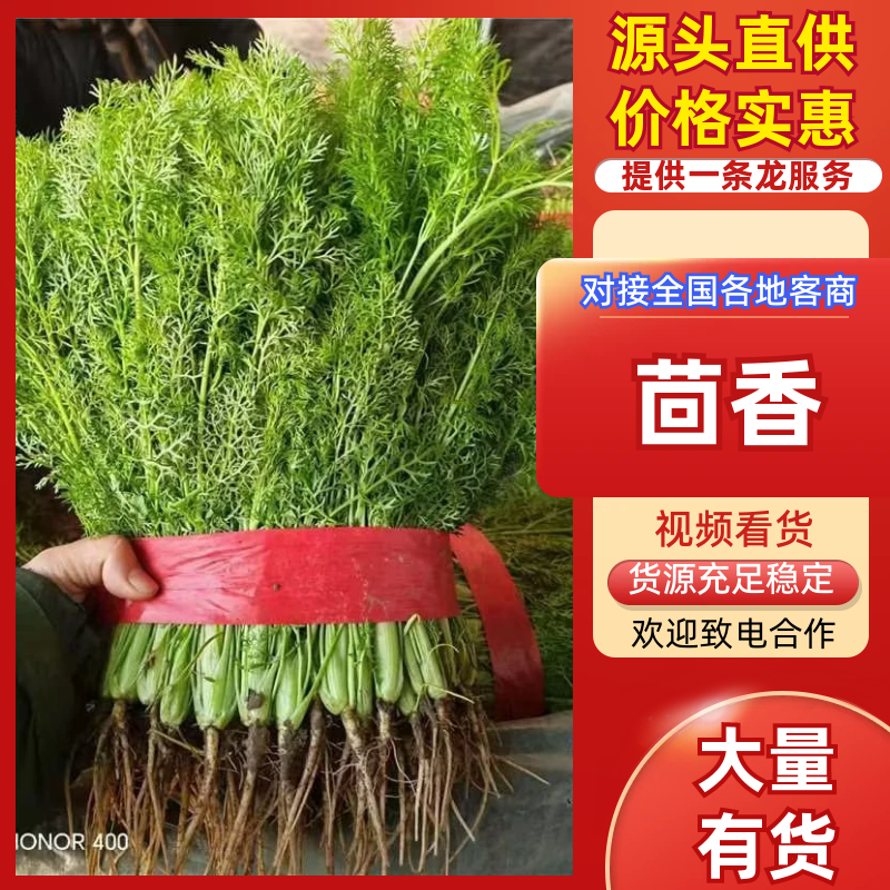 【精选】茴香现割现发产地一手货源质量保证量大优惠