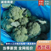 西兰花河北西兰花产地直发保质保量对接全国商超市场