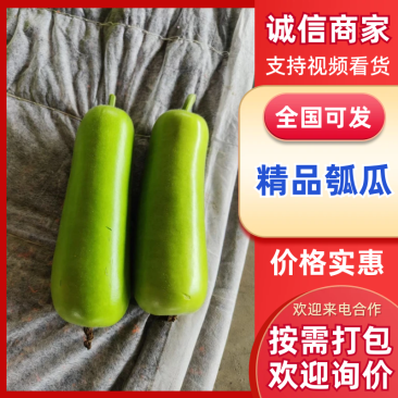 【推荐】河北瓠瓜邯郸精品瓠瓜大量有货可全国发货