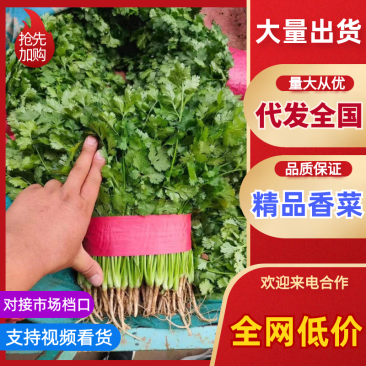 【推荐】河北香菜精品香菜农家自种大量上市按需配货发车