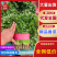 【推荐】河北香菜精品香菜农家自种大量上市按需配货发车