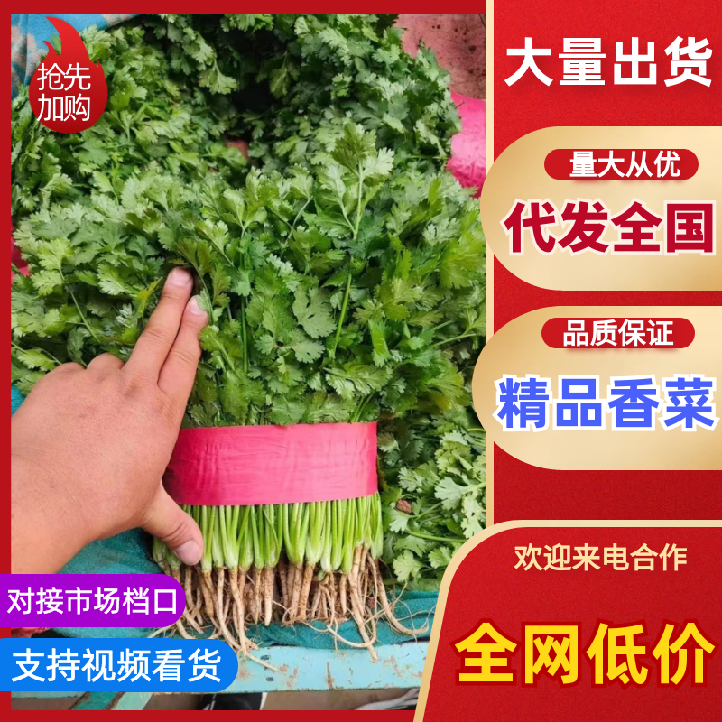 【推荐】河北香菜精品香菜农家自种大量上市按需配货发车