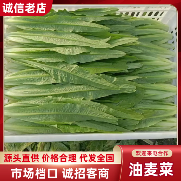 河北油麦菜精品油麦菜全国发货货量充足配花车
