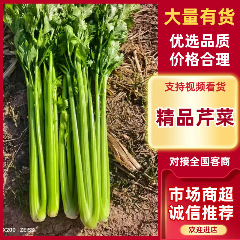 河北芹菜精品芹菜西芹货量充足按需包装全国发货