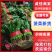 【热卖】河北菠菜精品大叶菠菜货量充足代发全国