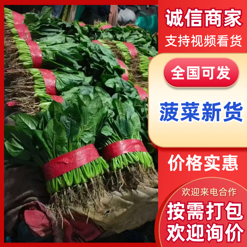 【热卖】河北菠菜精品大叶菠菜货量充足代发全国