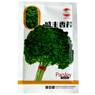 盛丰香芹种子皱叶法香洋芹菜多次采收四季种植易管理