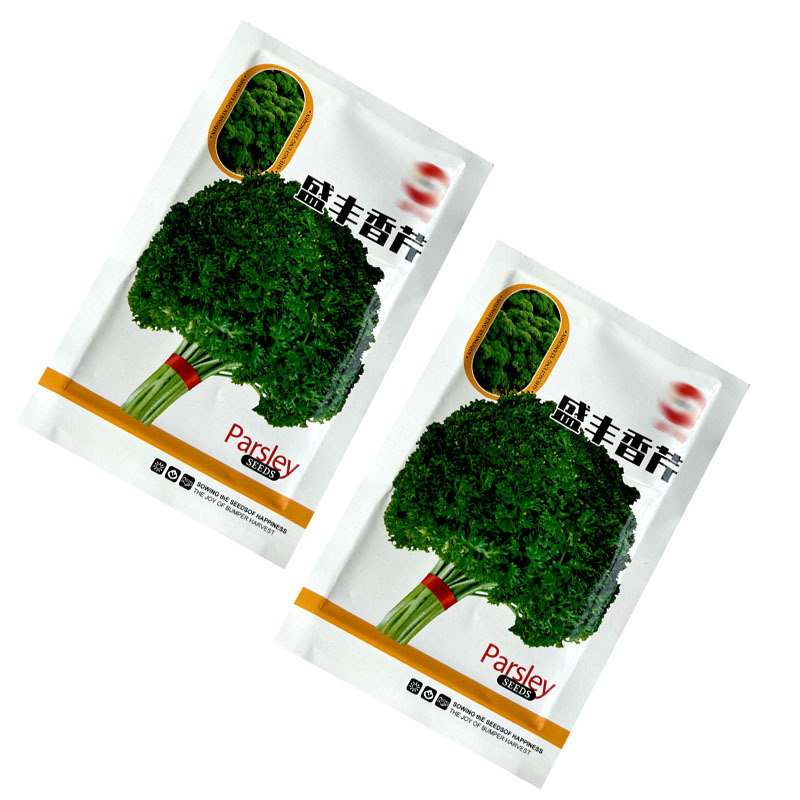 盛丰香芹种子皱叶法香洋芹菜多次采收四季种植易管理