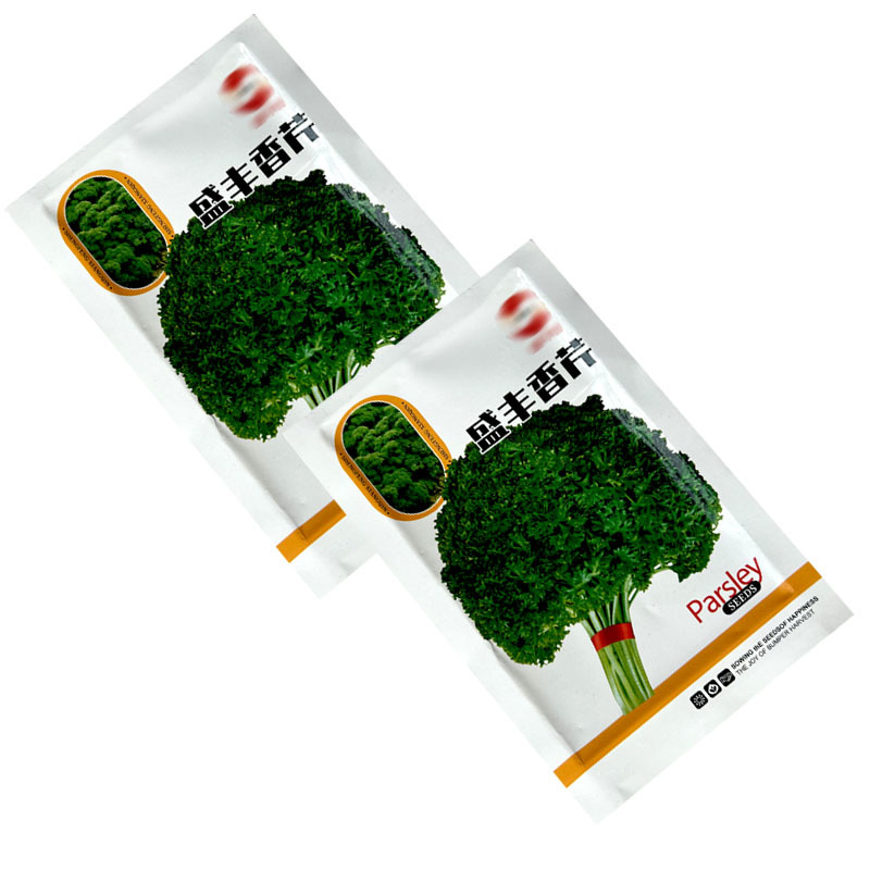 盛丰香芹种子皱叶法香洋芹菜多次采收四季种植易管理