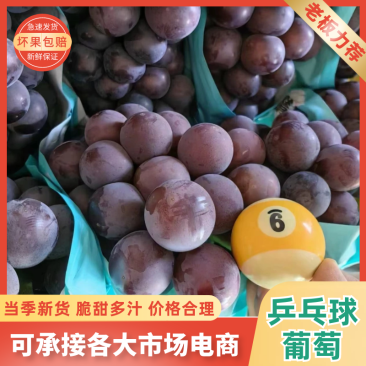 【精选】藤稔葡萄，乒乓球，一手货源常年供应电商商超
