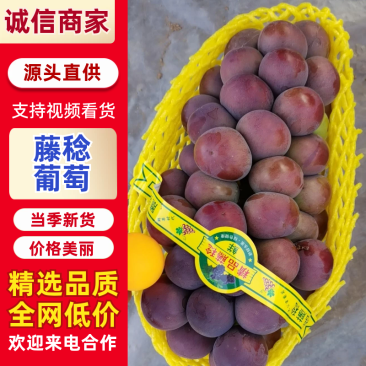 【热卖】乒乓球葡萄，藤稔葡萄大量上市对接各大商超