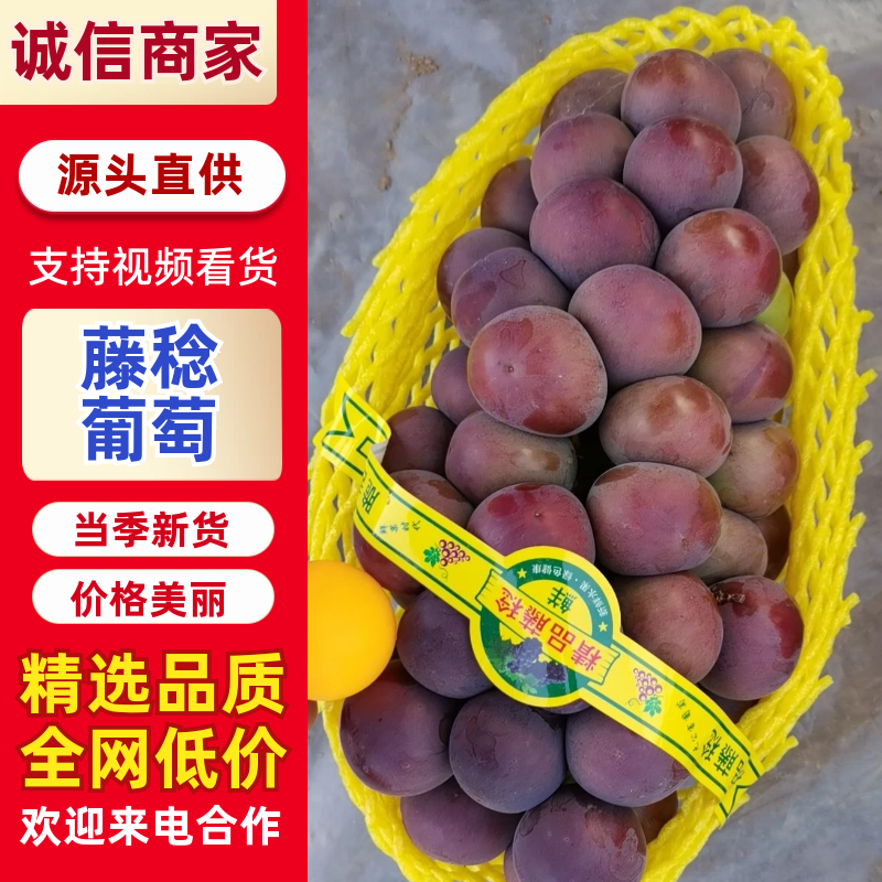 【热卖】乒乓球葡萄，藤稔葡萄大量上市对接各大商超