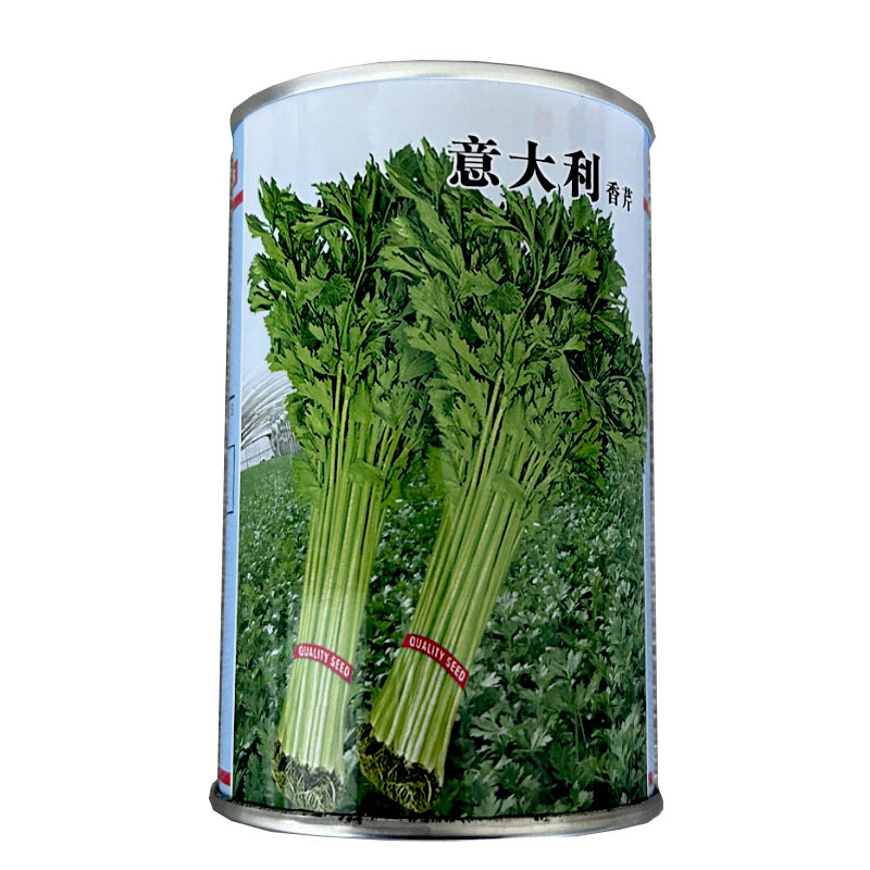 意大利香芹种子早熟芹菜四季种植易播种实心小芹菜