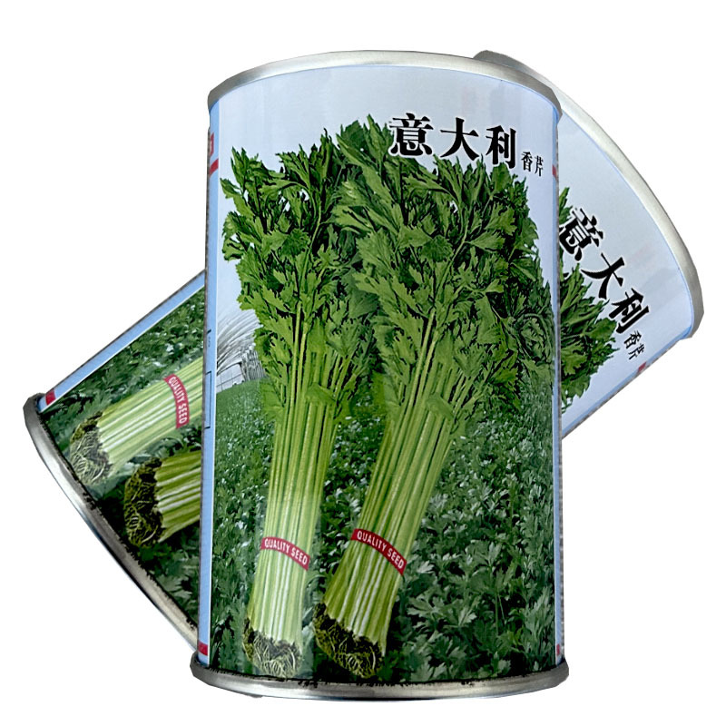 意大利香芹种子早熟芹菜四季种植易播种实心小芹菜