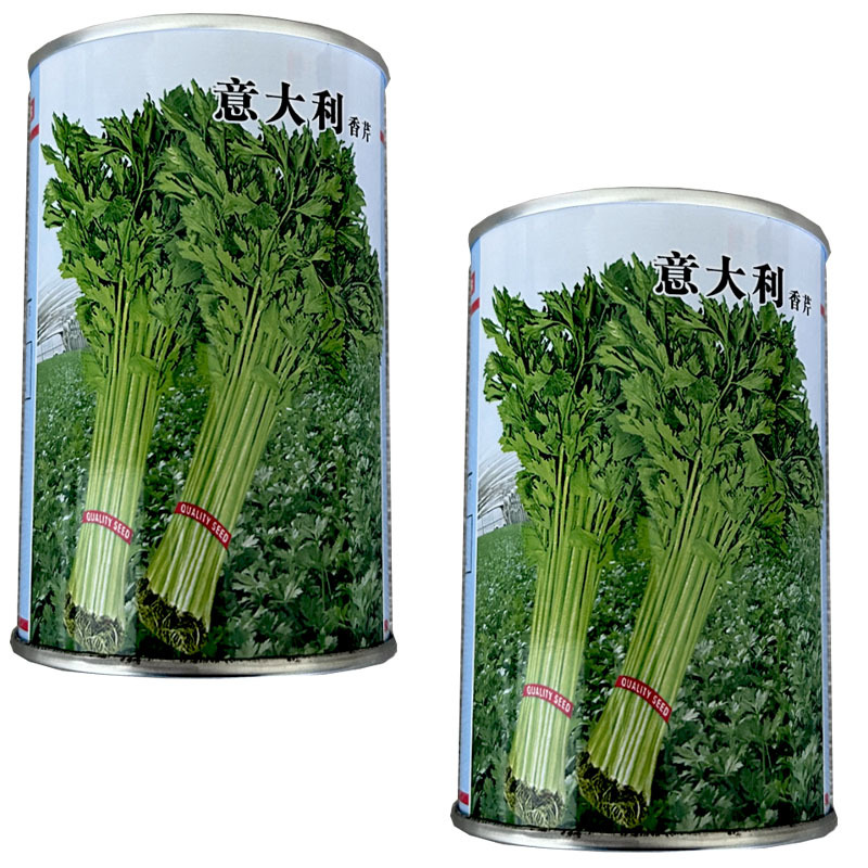 意大利香芹种子早熟芹菜四季种植易播种实心小芹菜